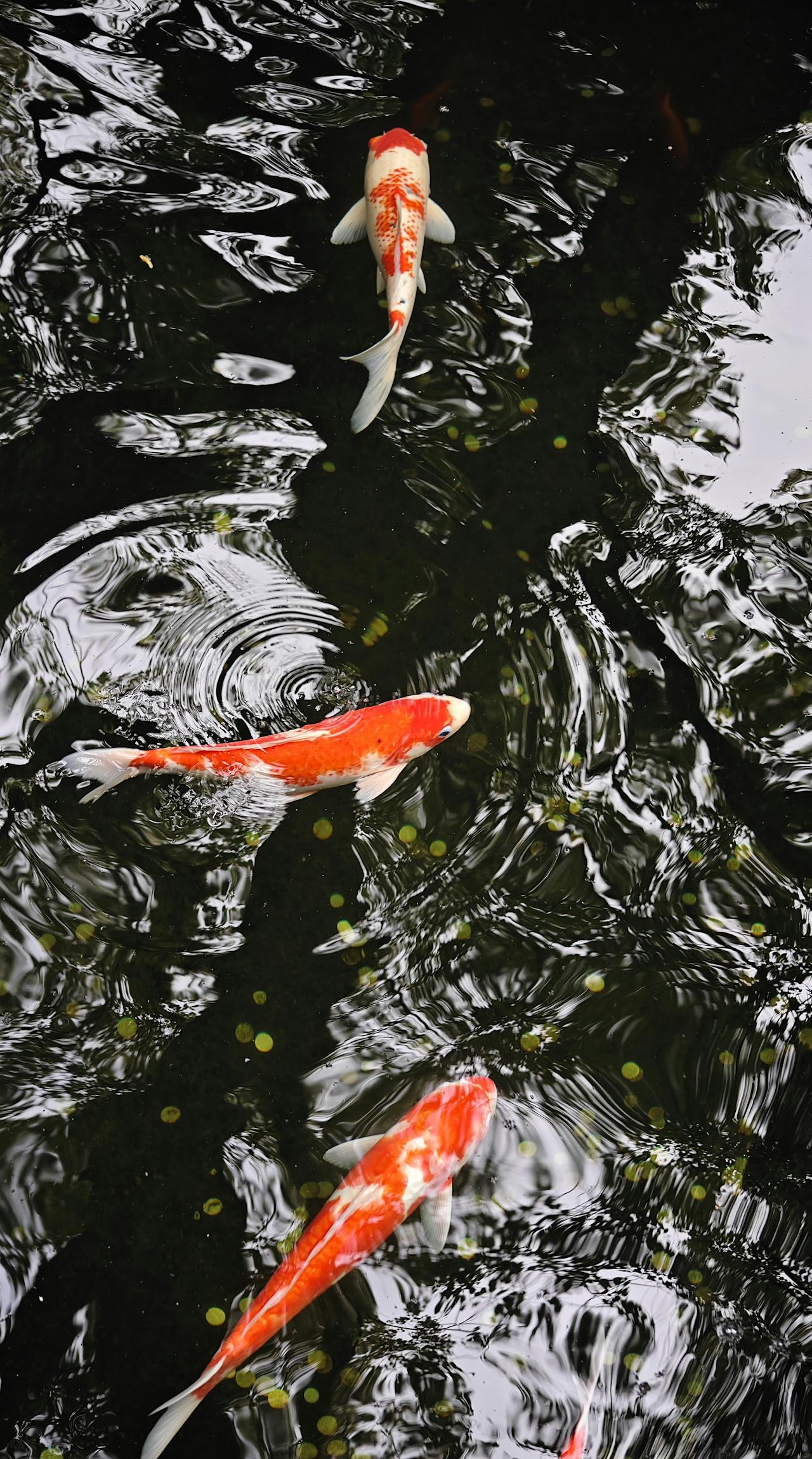 The Rise of Minimalist Bags: Why Less Is More